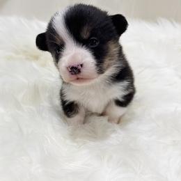 Diamond - Black and tan female Pembroke Welsh Corgi puppy in El Dorado Springs, Missouri from Trixie Dixie