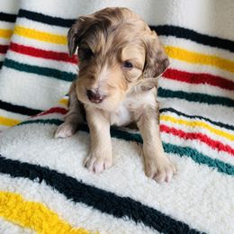 Aussiedoodle and Australian Shepherd Puppies from Homestead Aussies & Doodles
