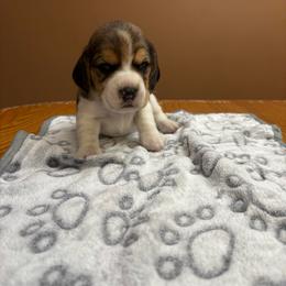 Kringle - Black tan and white male Beagle puppy in St. Cloud, Minnesota from Beagle Blessings