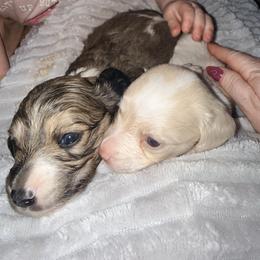 Jax - Cream male Dachshund puppy in Lexington, Oklahoma from BooneDox Miniature Dachshunds