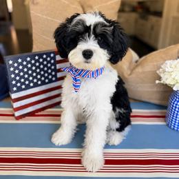 Diesel - Parti male Miniature Schnauzer puppy in Phoenix, Arizona from Abi Hallows