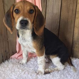 Little bit - Beagle