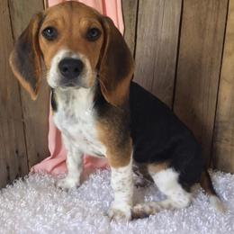 Little bit - Beagle