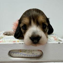 Briar - Piebald female Dachshund puppy in Pulaski, Tennessee from Billboard Doxies
