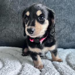 Rose - Black and cream female Dachshund puppy in Ocala, Florida from Weenie Boops
