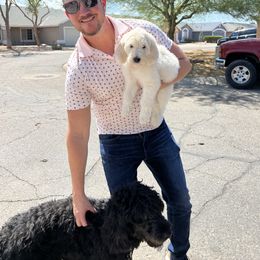 Goldendoodle Puppies from CocoLove Doodles