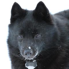 Schipperke All Grown Up from Safari Schipperkes