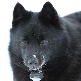 Schipperke All Grown Up from Safari Schipperkes