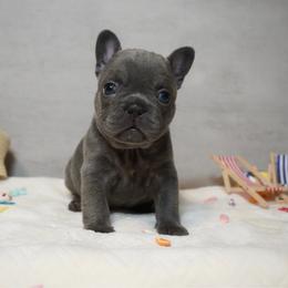 Tammy - Blue female French Bulldog puppy in Citrus Heights, California from Cali Rooted Bullyz