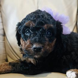 Candy - Tri-color female Bernedoodle puppy in Sherman, Illinois from Shirl Doodle Life
