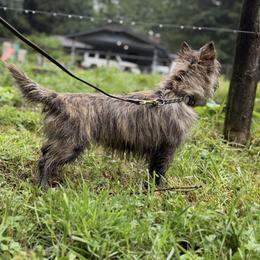 Northwest Tatsuko - Brindle female Cairn Terrier puppy in Longview, Washington from Northwest Cairn Terriers