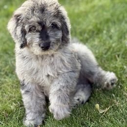 Leo - Blue merle male Bernedoodle puppy in Larimer County, Colorado from Puppy Love Doodles