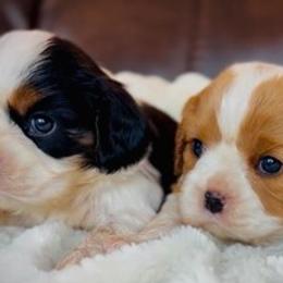 Cavalier King Charles Spaniel puppies from God Speed Paws