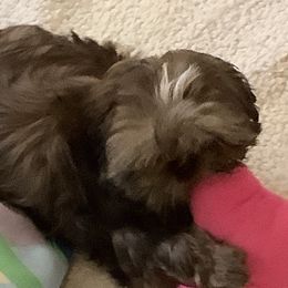 Shih Tzus from MyHeartShihtzu