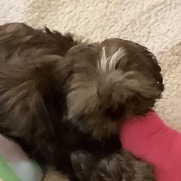 Shih Tzus from MyHeartShihtzu