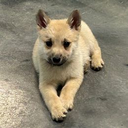 Blue Boy - Wheaten male Norwegian Buhund puppy in Averill Park, New York from Nordlys Norwegian Buhunds