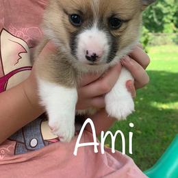 Pembroke Welsh Corgi Puppies from Cahas Corgis