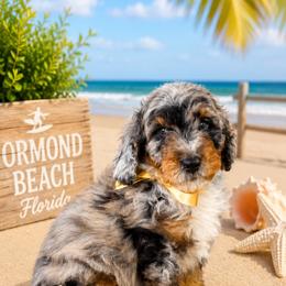 Cookie - Merle male Goldendoodle puppy in Orange City, Florida from Rainbow Doodle