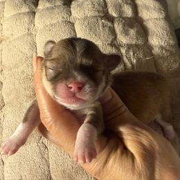 Red girl - Red and white female Chihuahua puppy in Summerfield, Florida from Uey’s Chihuahuas