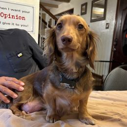 Hazel - Dachshund