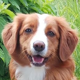 Marcia - Nova Scotia Duck Tolling Retriever