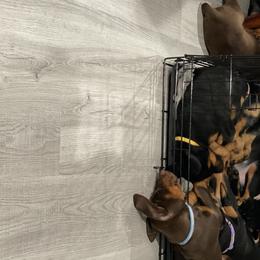 Doberman Pinscher Puppies from Jensen Dobermans