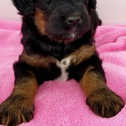 Bernedoodle Puppies from Rose River Farms