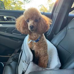 Foxy - Poodle