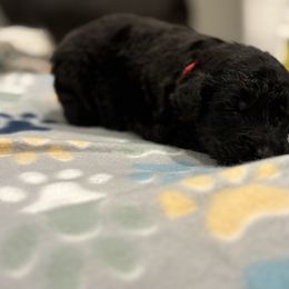 Goldendoodle and Poodle Puppies from Southern Stroll Poodles & Doodles