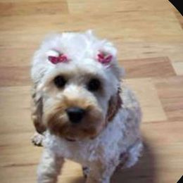 Lady - Cockapoo