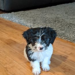 Aussiedoodle Puppies from Ramirez Family Doodles