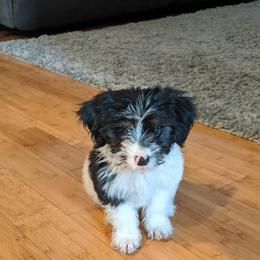 Aussiedoodle Puppies from Ramirez Family Doodles