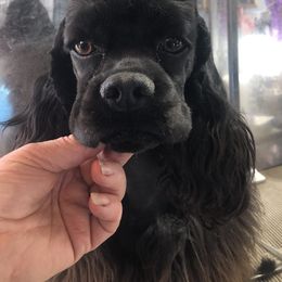 Cocker Spaniel Puppies from Stargazer Kennel