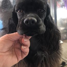 Cocker Spaniel Puppies from Stargazer Kennel