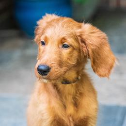 Mr. Black - Apricot male Goldendoodle puppy in New Caney, Texas from New Caney Doodles