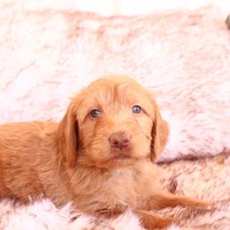 Ruby - Caramel female Labradoodle puppy in Apache Junction, Arizona from Loving Doodle