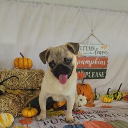 Pogo - Fawn male Pug puppy in Arthur, Illinois from Perfect Pugs