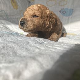 Goldendoodle Puppies from Cassie Farms