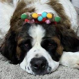 Pomeranians and Saint Bernards from Rashell's Puppies