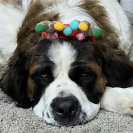 Pomeranians and Saint Bernards from Rashell's Puppies