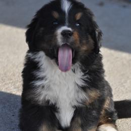 Bernese Mountain Dog, Golden Mountain Dog, and Golden Retriever Puppies from Grateful Bernese