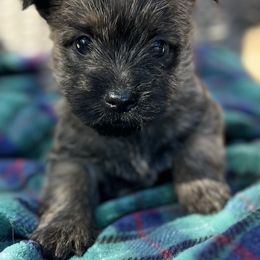 Mr. Blue Boy - Red brindle male Cairn Terrier puppy in Pottersville, Missouri from Cairn Terriers of Heatherridge,LLC