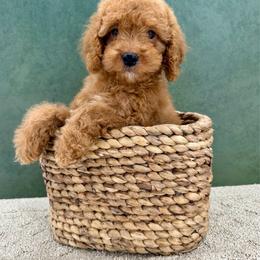 Karl - Red male Cockapoo puppy in Beresford, South Dakota from DAKOTA DOOD RANCH