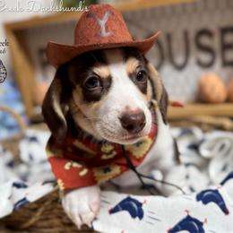 Picasso - Piebald male Dachshund puppy in Fayetteville, West Virginia from Loop Creek Dachshunds