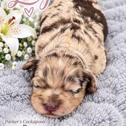 Lily - Merle female Cockapoo puppy in Perry, Arkansas from Parker's Cockapoos