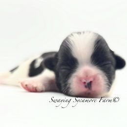 Black and White Male - Green Collar - Black and white male Shih Tzu puppy in Crawfordsville, Indiana from Swaying Sycamore Farm