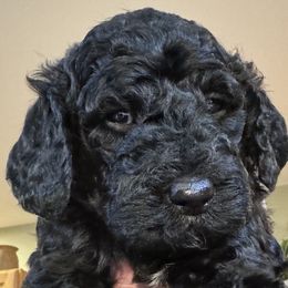 Baxter - Black Labradoodle puppy in Woolwich, Maine from Dog Paw Doodles