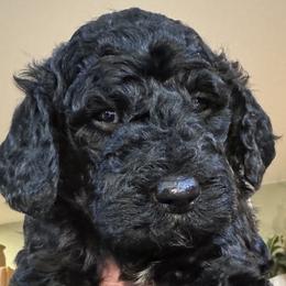 Baxter - Black Labradoodle puppy in Woolwich, Maine from Dog Paw Doodles