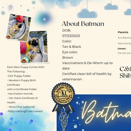 Shih Tzu Puppies from C&E Royal Shih Tzu