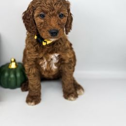 Twinkle - Red  female Goldendoodle puppy in O'fallon, Missouri from Rockin R Doodles